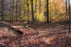Backus Woods, Nov. 05, 2016