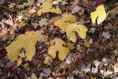 Backus Woods, Nov. 05, 2016