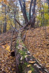 Backus Woods, Nov. 05, 2016