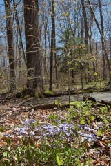 Backus Woods, May 07, 2007