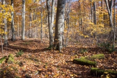 Backus Woods, Nov. 05, 2016