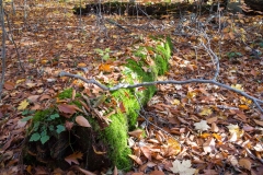 Backus Woods, Nov. 05, 2016