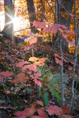 Backus Woods, Nov. 05, 2016