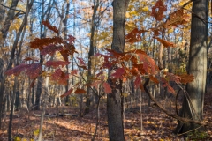 Backus Woods, Nov. 05, 2016