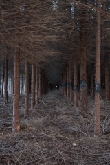 Backus Woods, Nov. 05, 2016