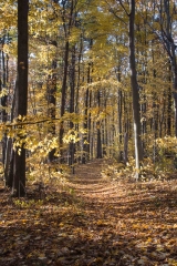 Backus Woods, Nov. 05, 2016