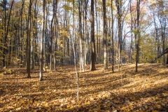 Backus Woods, Nov. 05, 2016