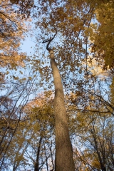 Backus Woods, Nov. 05, 2016