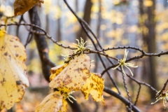 Backus Woods, Nov. 05, 2016