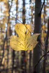 Backus Woods, Nov. 05, 2016