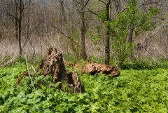 Backus Woods, May 07, 2007