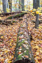 Backus Woods, Nov. 05, 2016