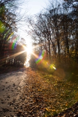 Backus Woods, Nov. 05, 2016