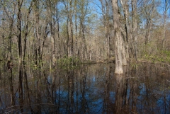 Backus Woods, May 07, 2007