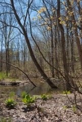 Backus Woods, May 07, 2007