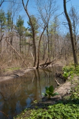 Backus Woods, May 07, 2007