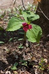 Backus Woods, May 07, 2007