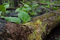 Backus Woods, May 16, 2009