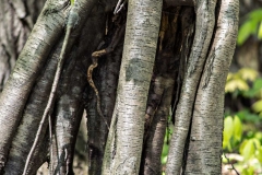 Backus Woods, May 19, 2014