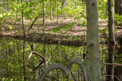 Backus Woods, May 19, 2014