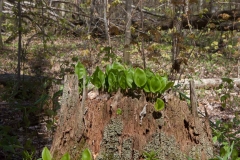 Backus Woods, May 07, 2007