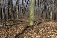 Backus Woods, Nov. 05, 2016
