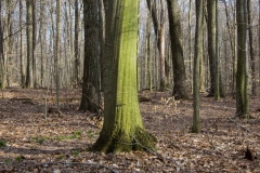 Backus Woods, Nov. 05, 2016