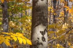 Backus Woods, Nov. 05, 2016