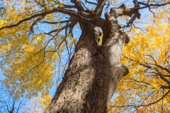 Backus Woods, Nov. 05, 2016