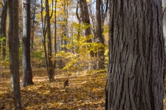 Backus Woods, Nov. 05, 2016