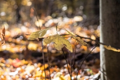 Backus Woods, Nov. 05, 2016