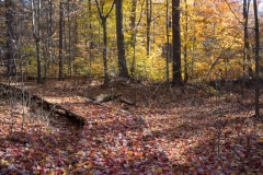Backus Woods, Nov. 05, 2016