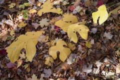Backus Woods, Nov. 05, 2016