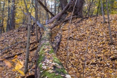 Backus Woods, Nov. 05, 2016