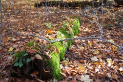 Backus Woods, Nov. 05, 2016