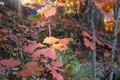 Backus Woods, Nov. 05, 2016