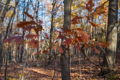 Backus Woods, Nov. 05, 2016