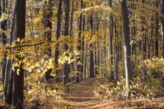 Backus Woods, Nov. 05, 2016