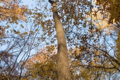 Backus Woods, Nov. 05, 2016
