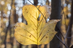 Backus Woods, Nov. 05, 2016