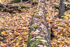 Backus Woods, Nov. 05, 2016