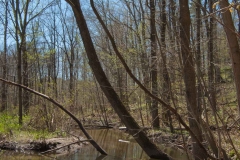Backus Woods, May 07, 2007