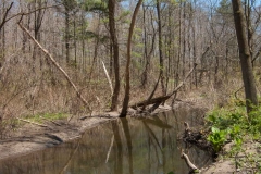 Backus Woods, May 07, 2007