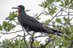 Magnificent Frigatebird, Placencia,Belize