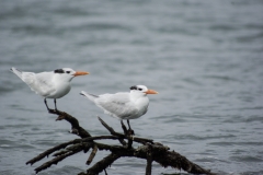 Royal Tern, Placencia,Belize