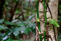 Tree with Vine - Monkey River , Belize