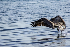 Brown Pelican, Belize