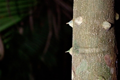 Tree and thorns - Monkey River , Belize