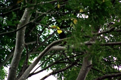 Tocan - Belize