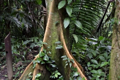 Belize